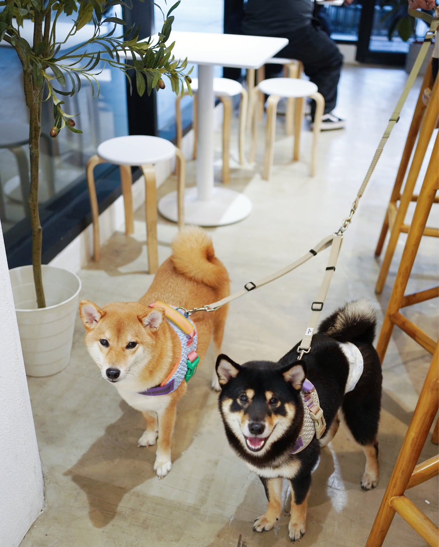 Set B - Dual Dog Control Multi-Way Leash