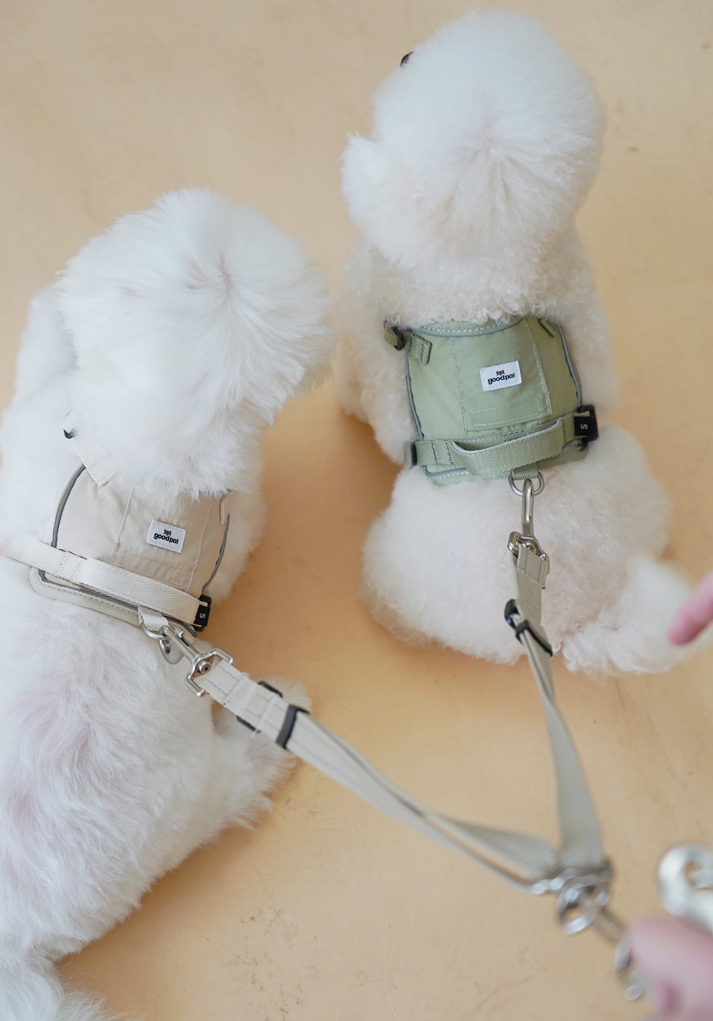 Two fluffy white dogs wearing harnesses on a beige background