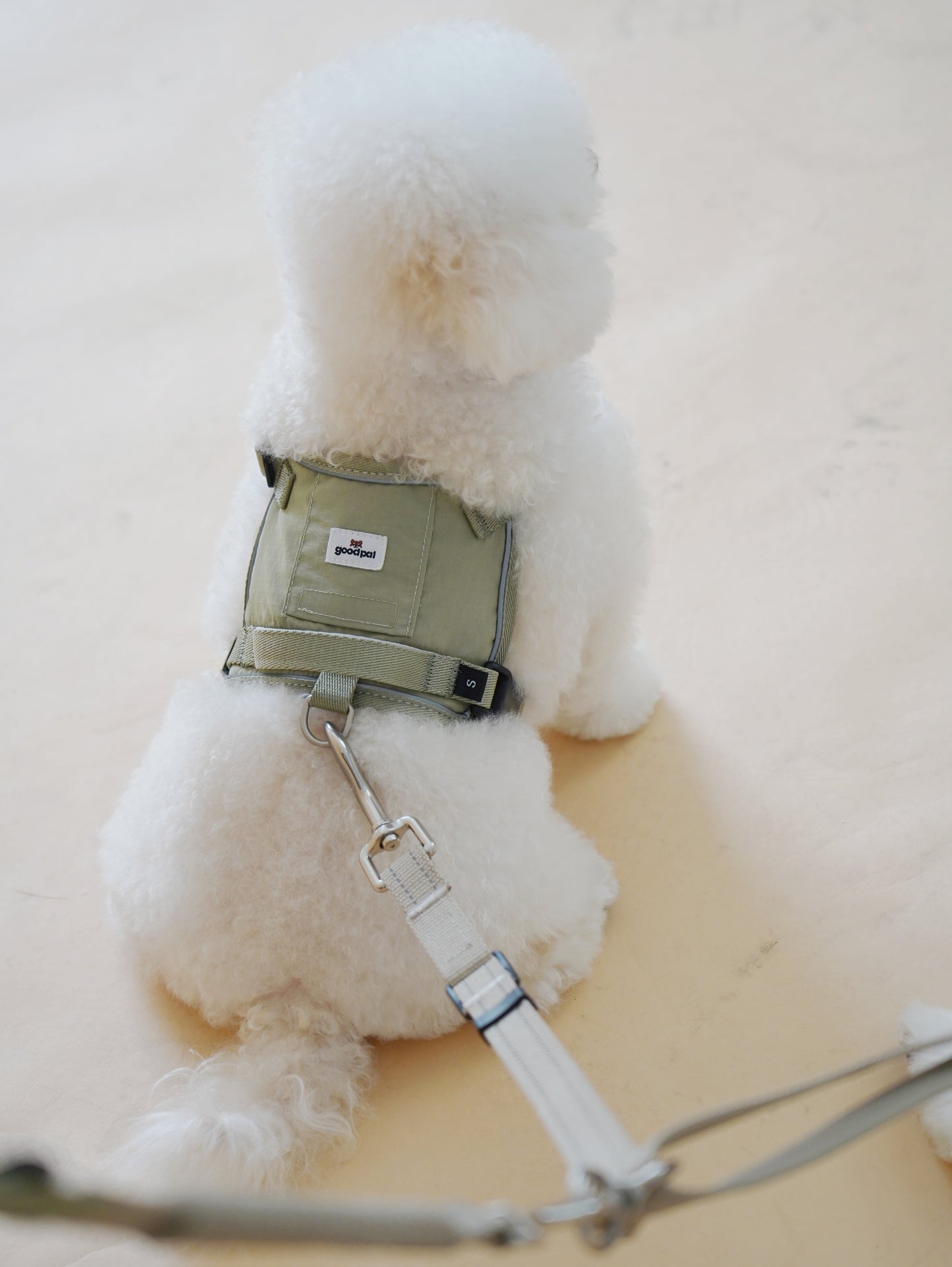 Small white dog wearing a green harness on a light background