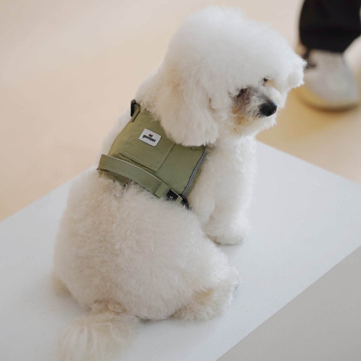 Small white dog wearing a green harness on a light-colored floor.