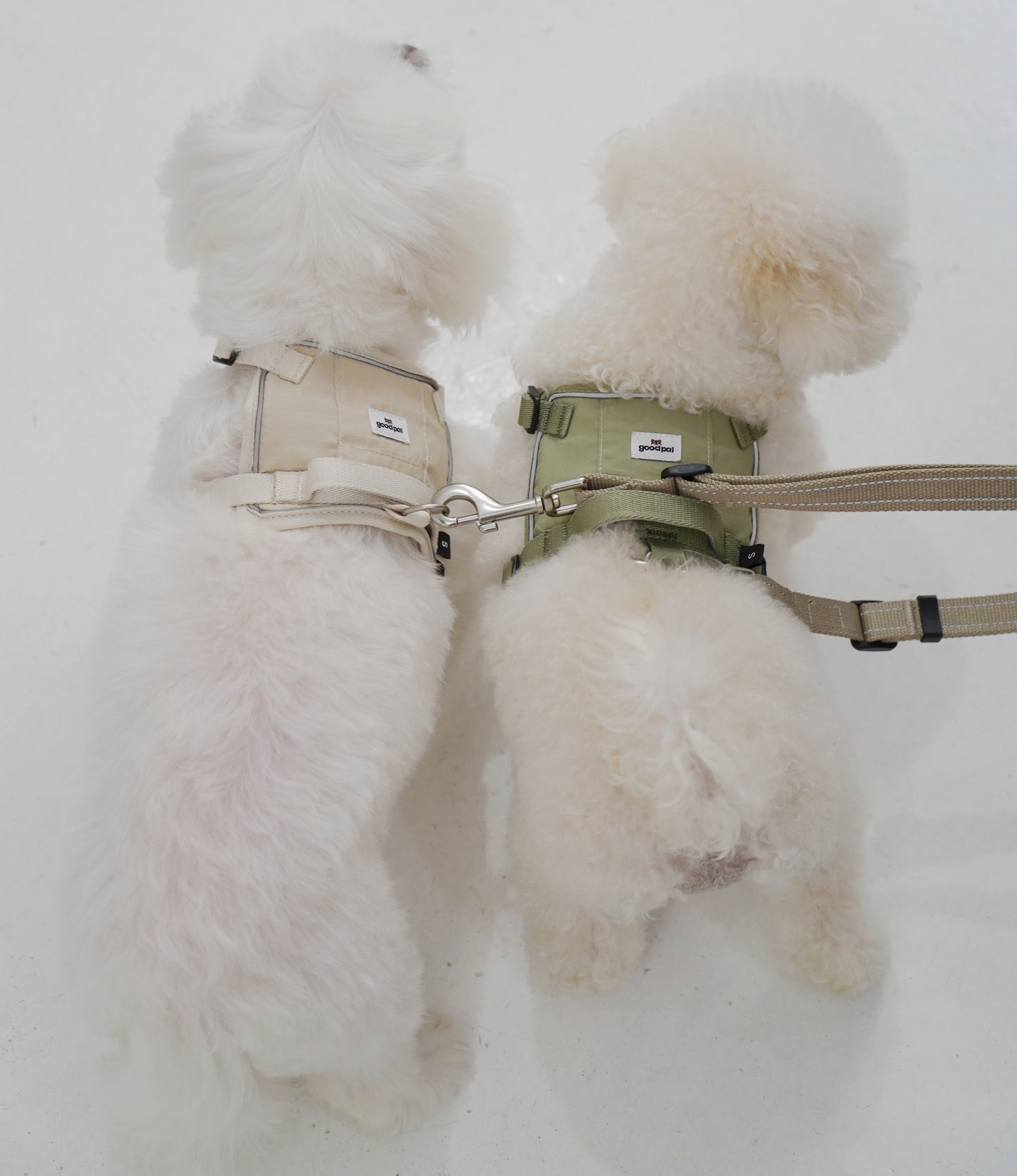 Two fluffy white dogs wearing harnesses on a snowy background