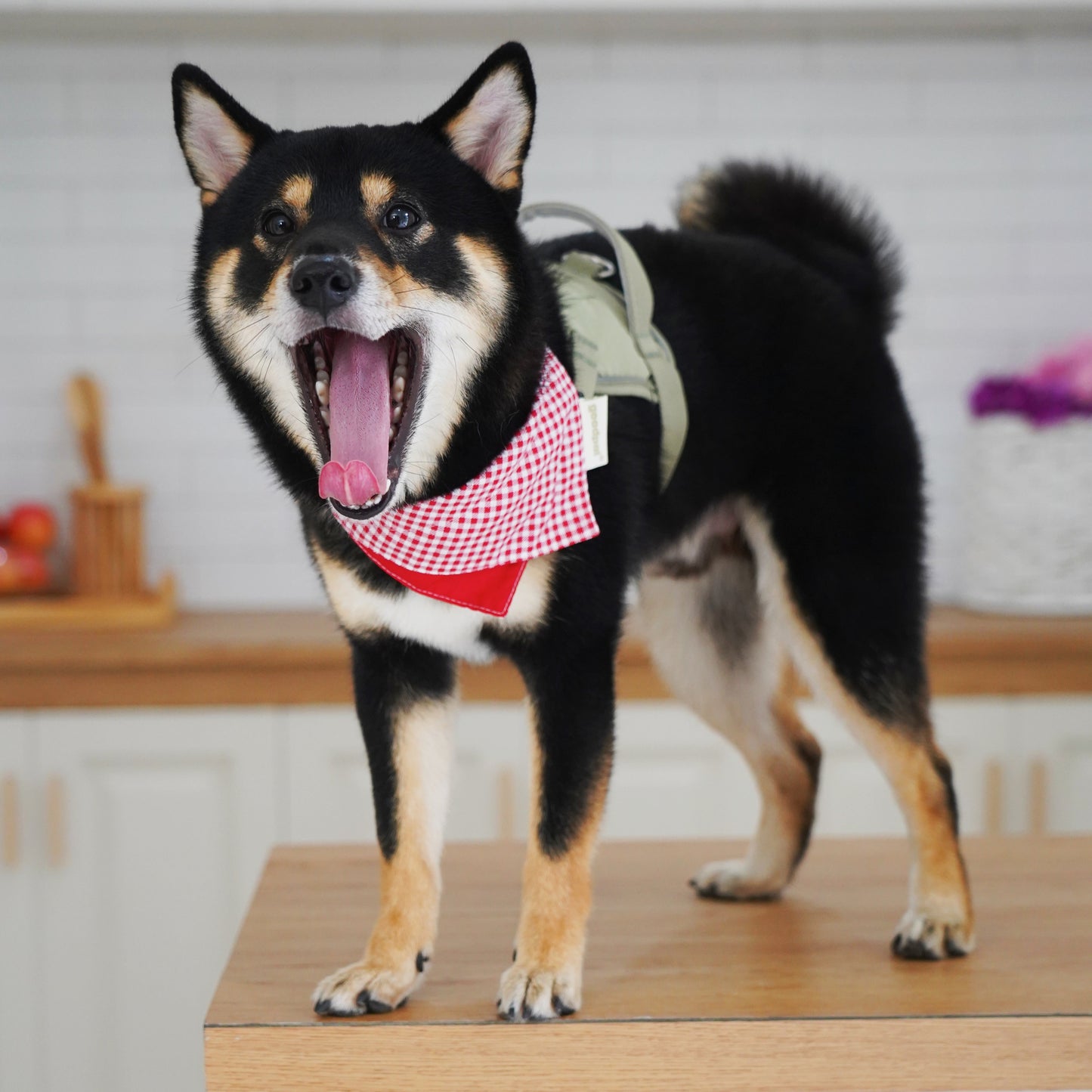 Dog with a checkered bandana standing on a kitchen counter