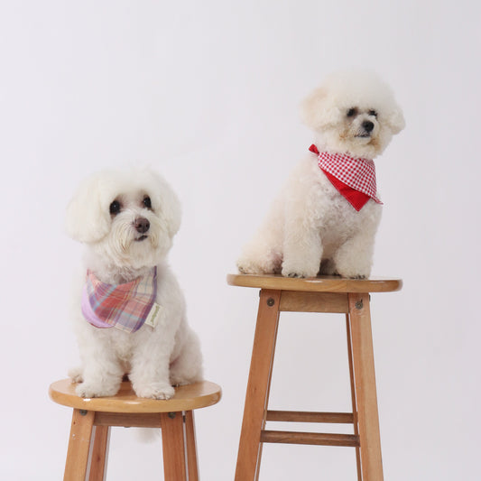 Two small dogs sitting on wooden stools against a white background