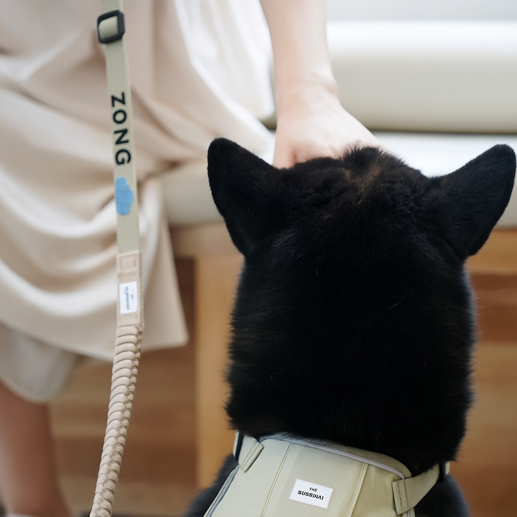 Black dog wearing a beige harness with a leash, sitting on a carpeted floor.