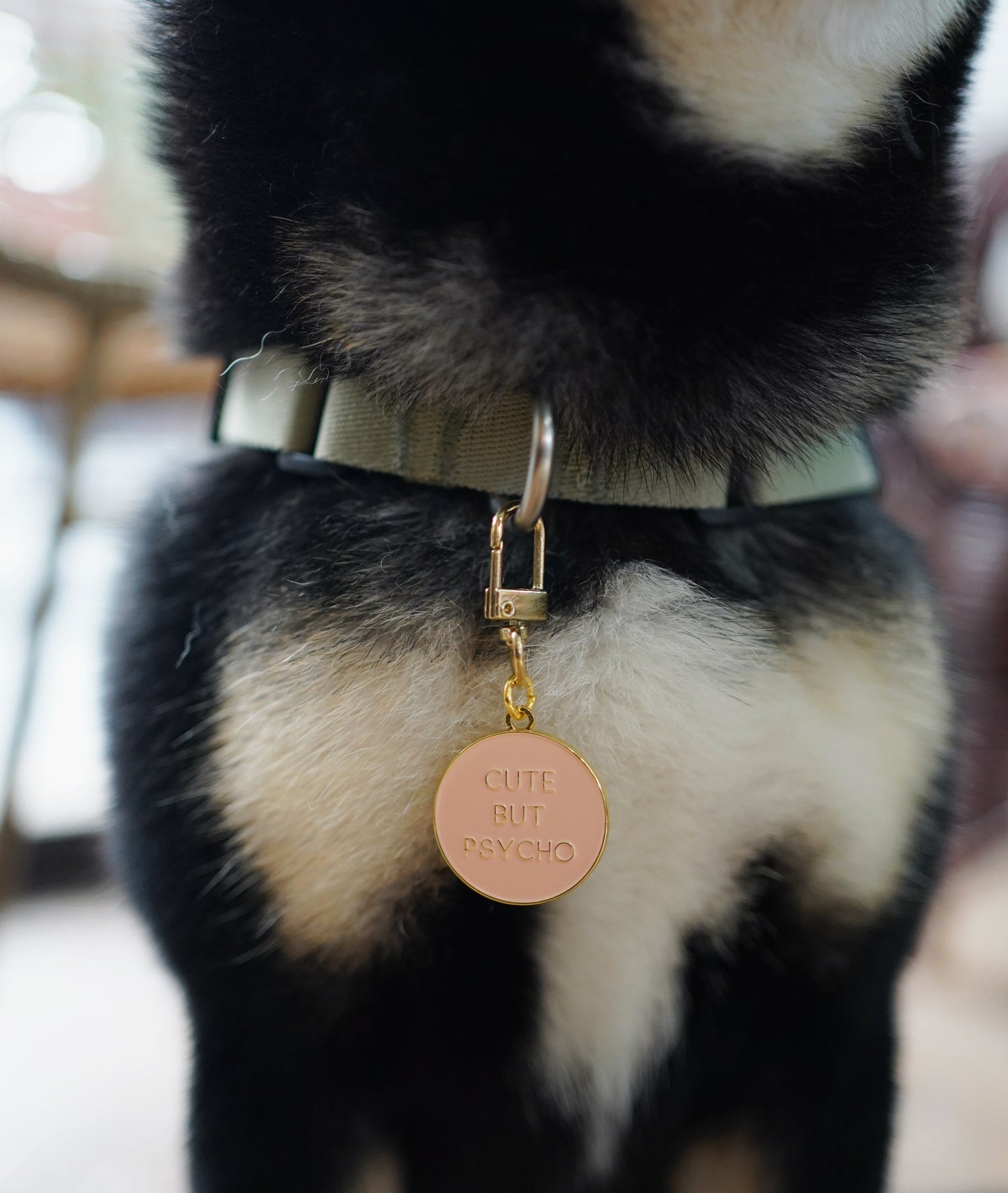 Dog wearing a collar with a tag, blurred background