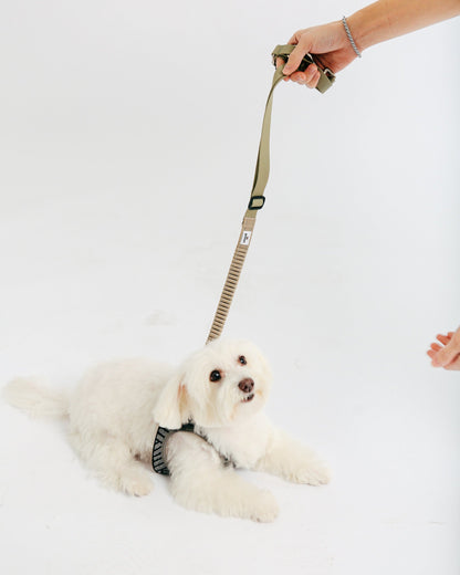 Eco-friendly Shock-absorbent Pet Leash - in Olive color