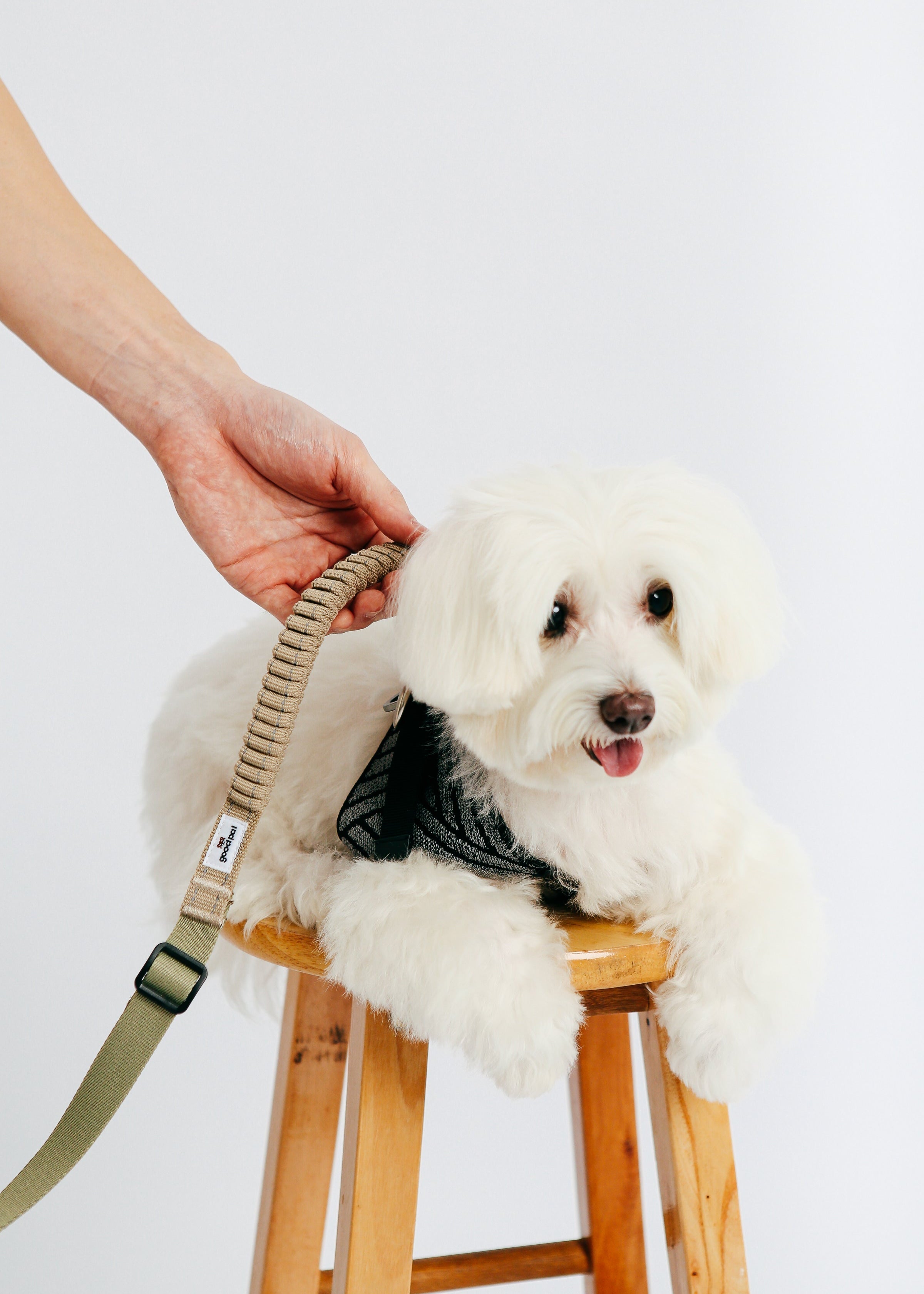 Eco-friendly Shock-absorbent Pet Leash in Oat and Olilve
