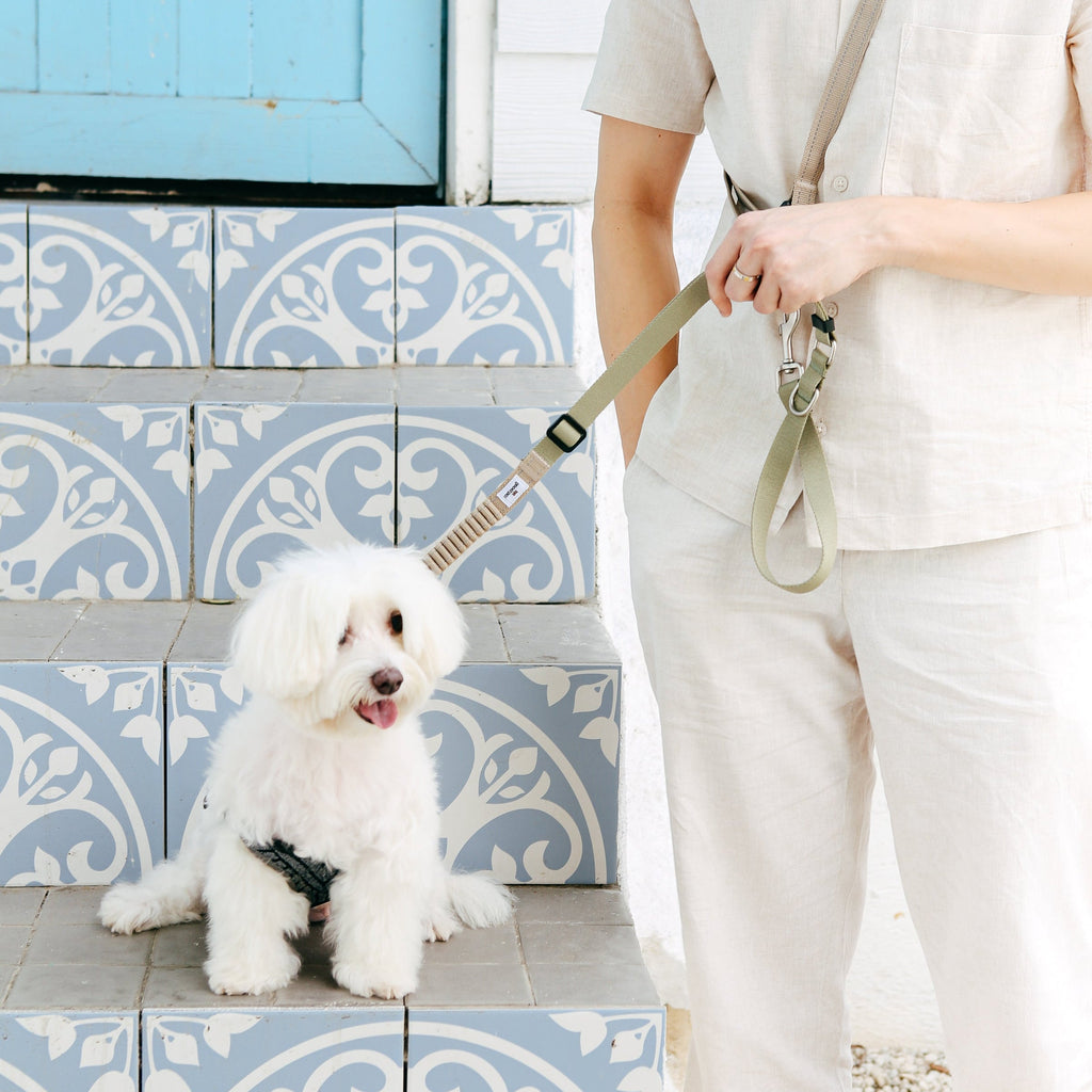 Eco-friendly Shock-absorbent Pet Leash in Oat and Olilve