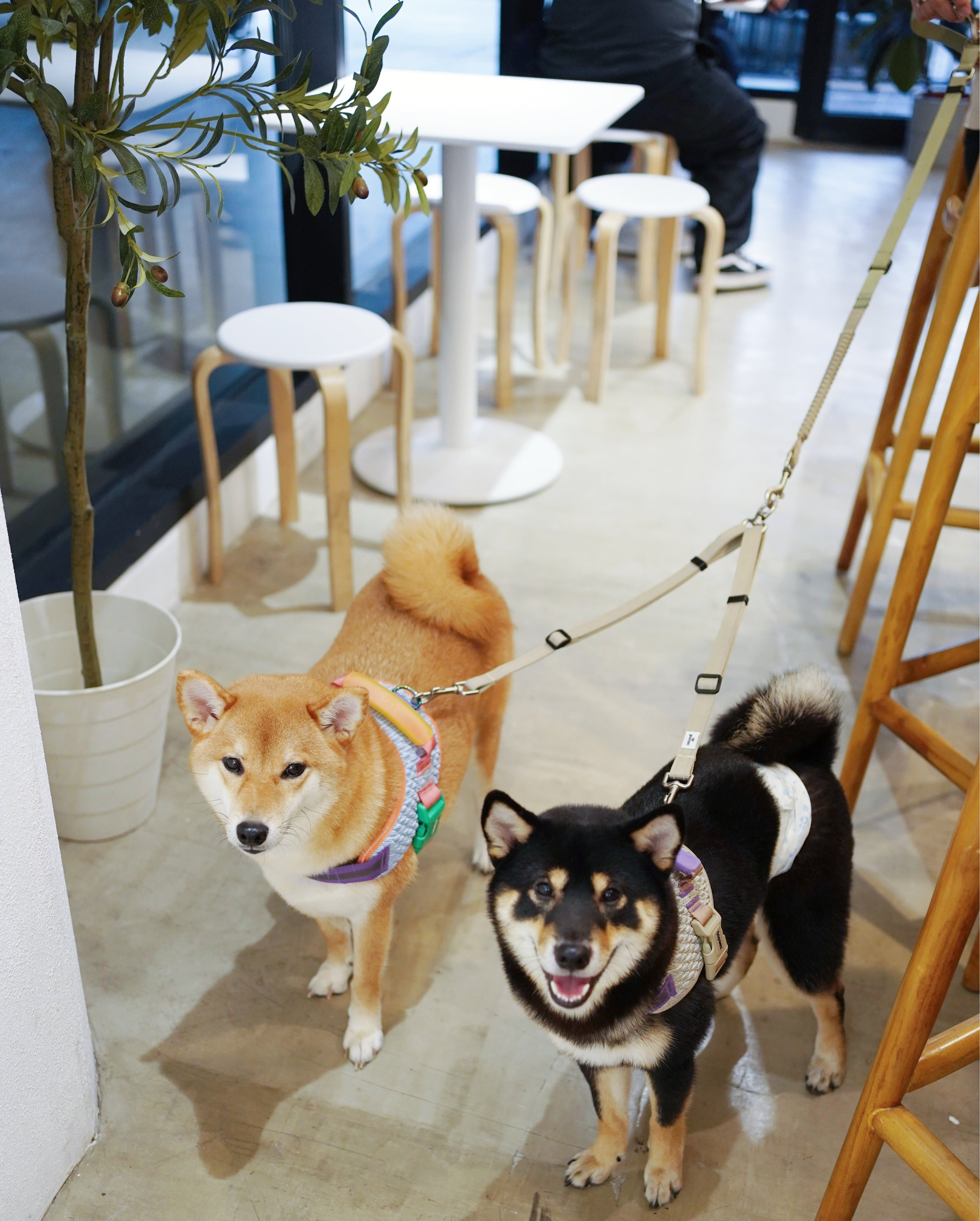 Eco-friendly Set B - Dual Dog Control Multi-Way Leash