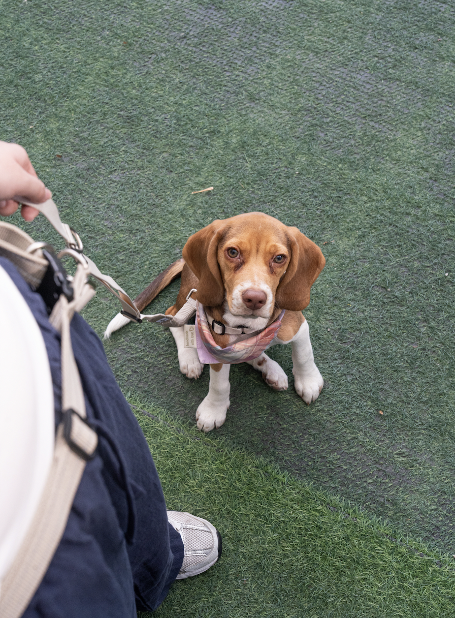 An Eco-friendly Signature Companion Set (Harness + Leash Set A)