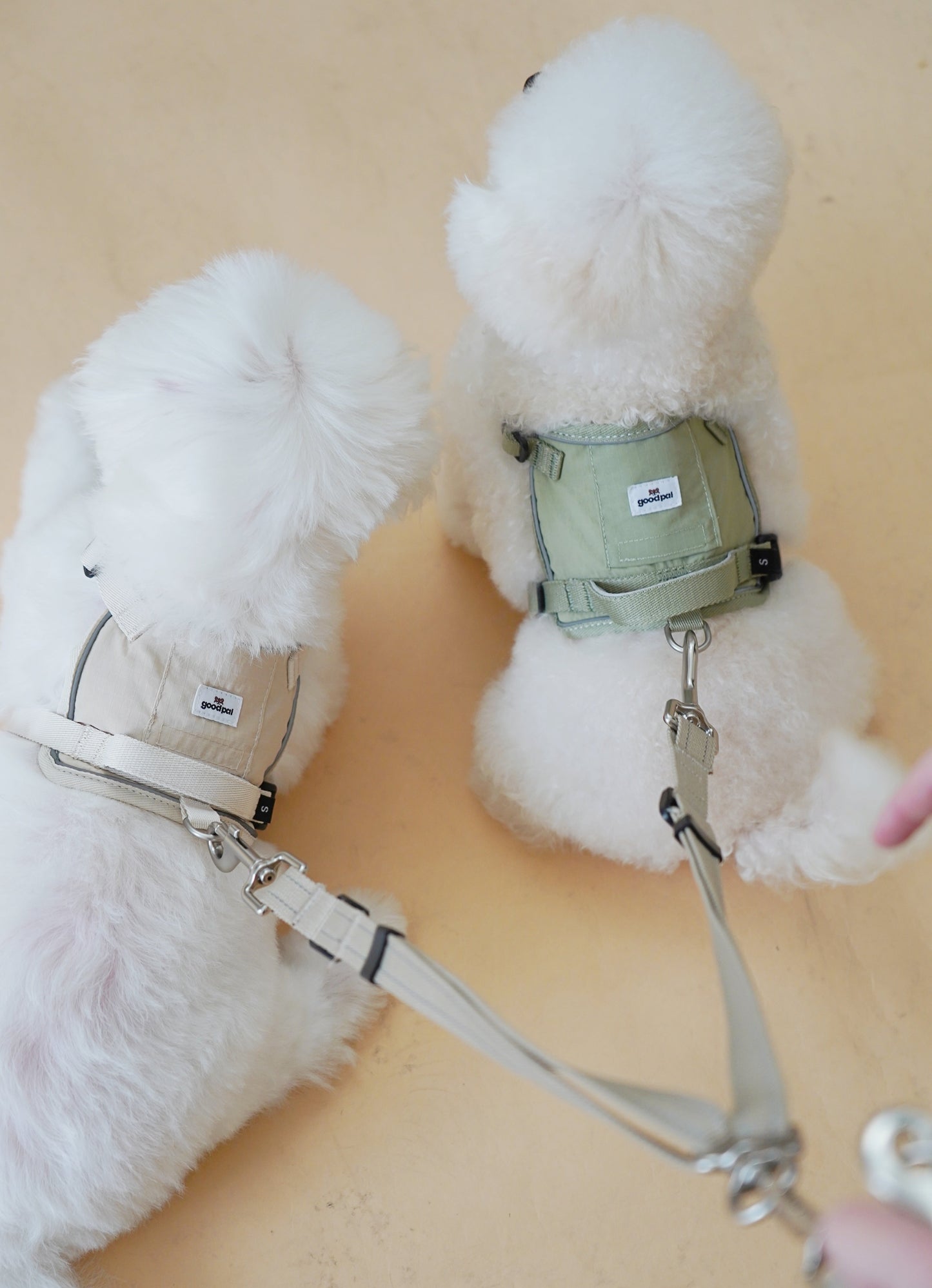 Two fluffy white dogs wearing harnesses on a beige background
