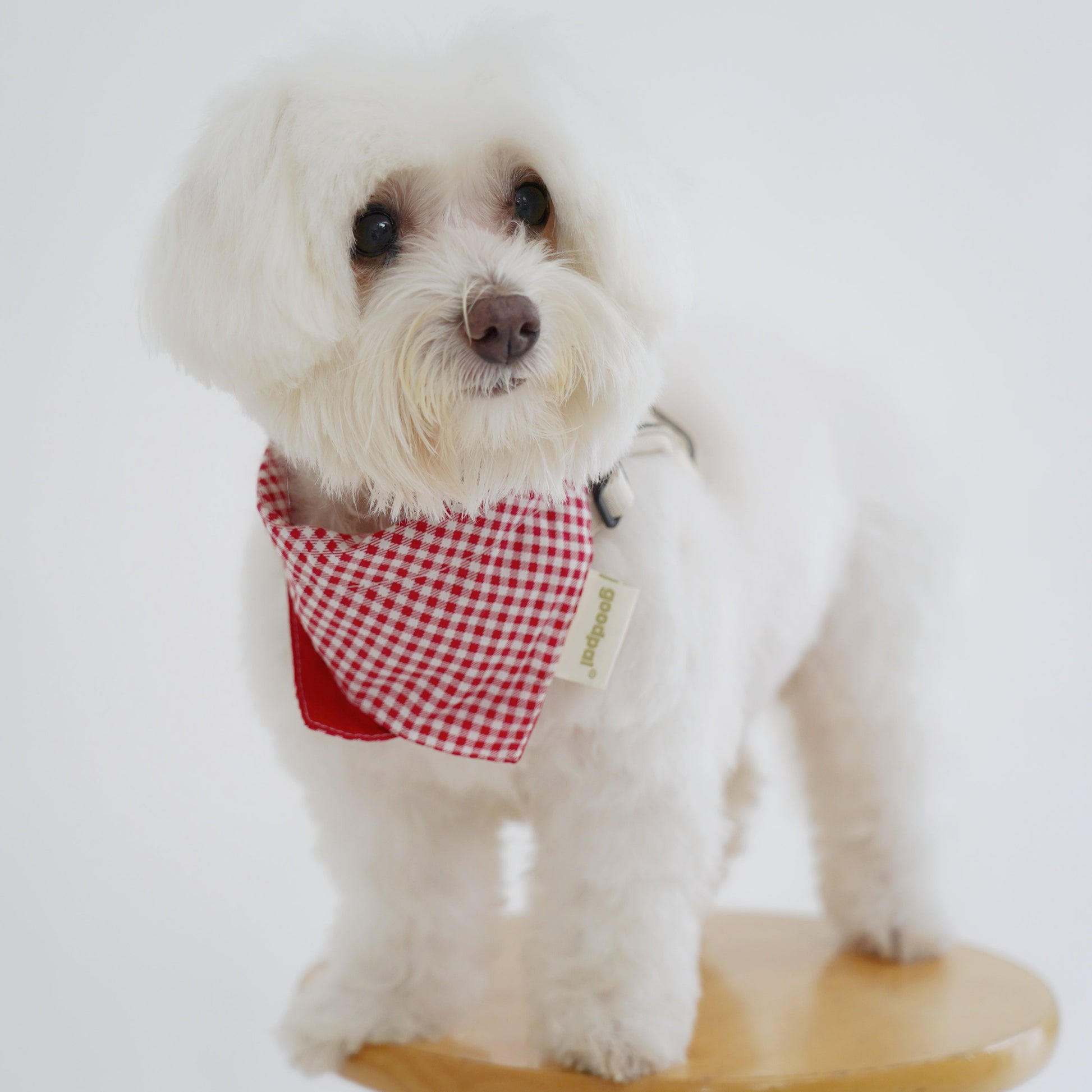 White dog wearing a red checkered bandana sitting on a wooden stool against a white background