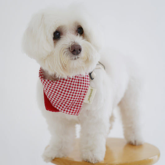 White dog wearing a red checkered bandana sitting on a wooden stool against a white background