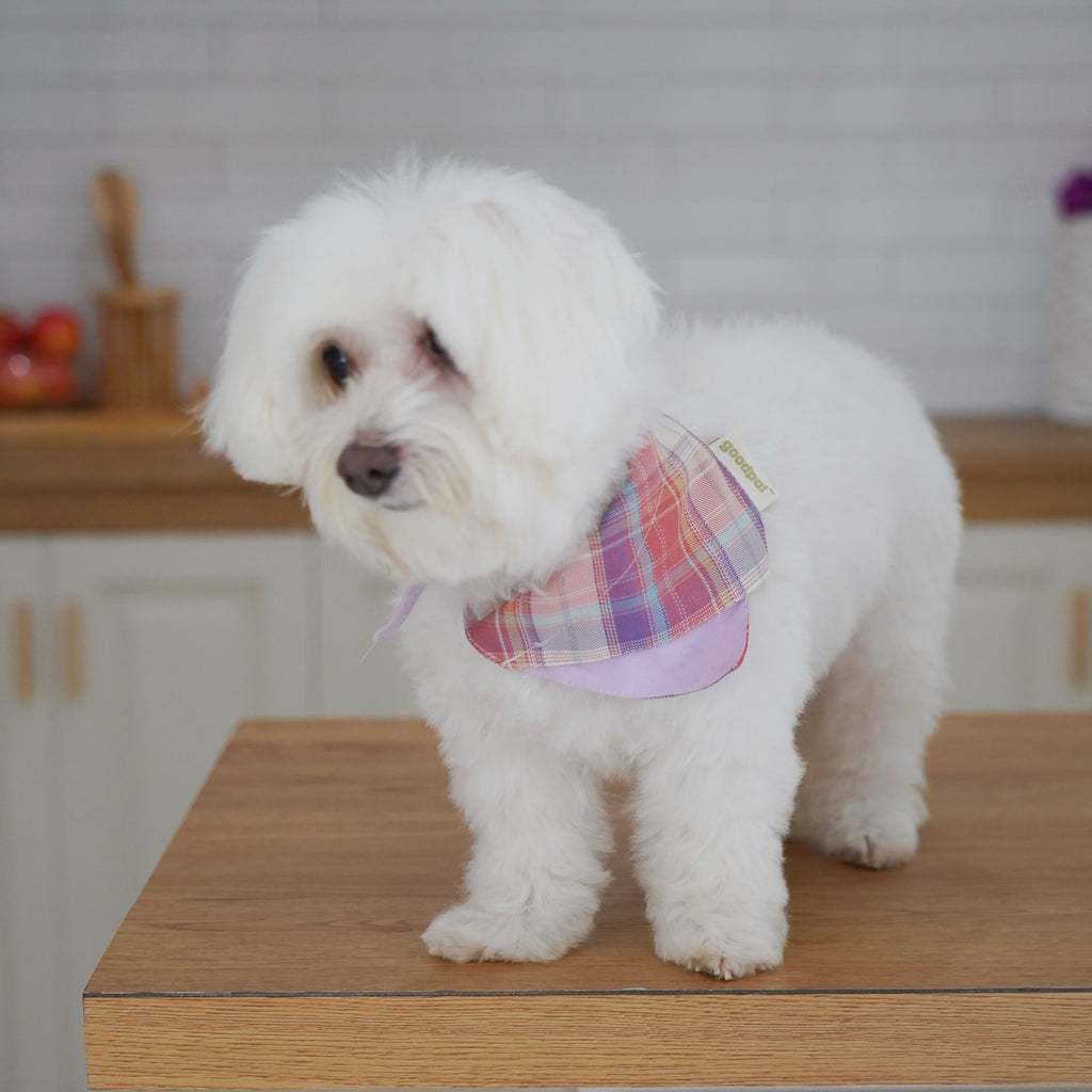 BANDANA BIB in Lavender and Poppin Red - Pawshion for the furbabies