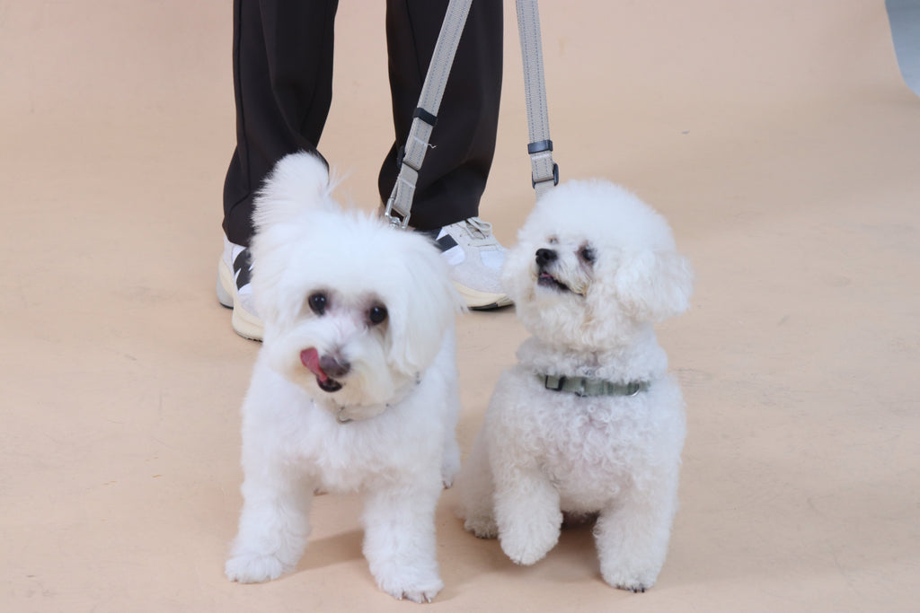 Eco-friendly Set B - Dual Dog Control Multi-Way Leash