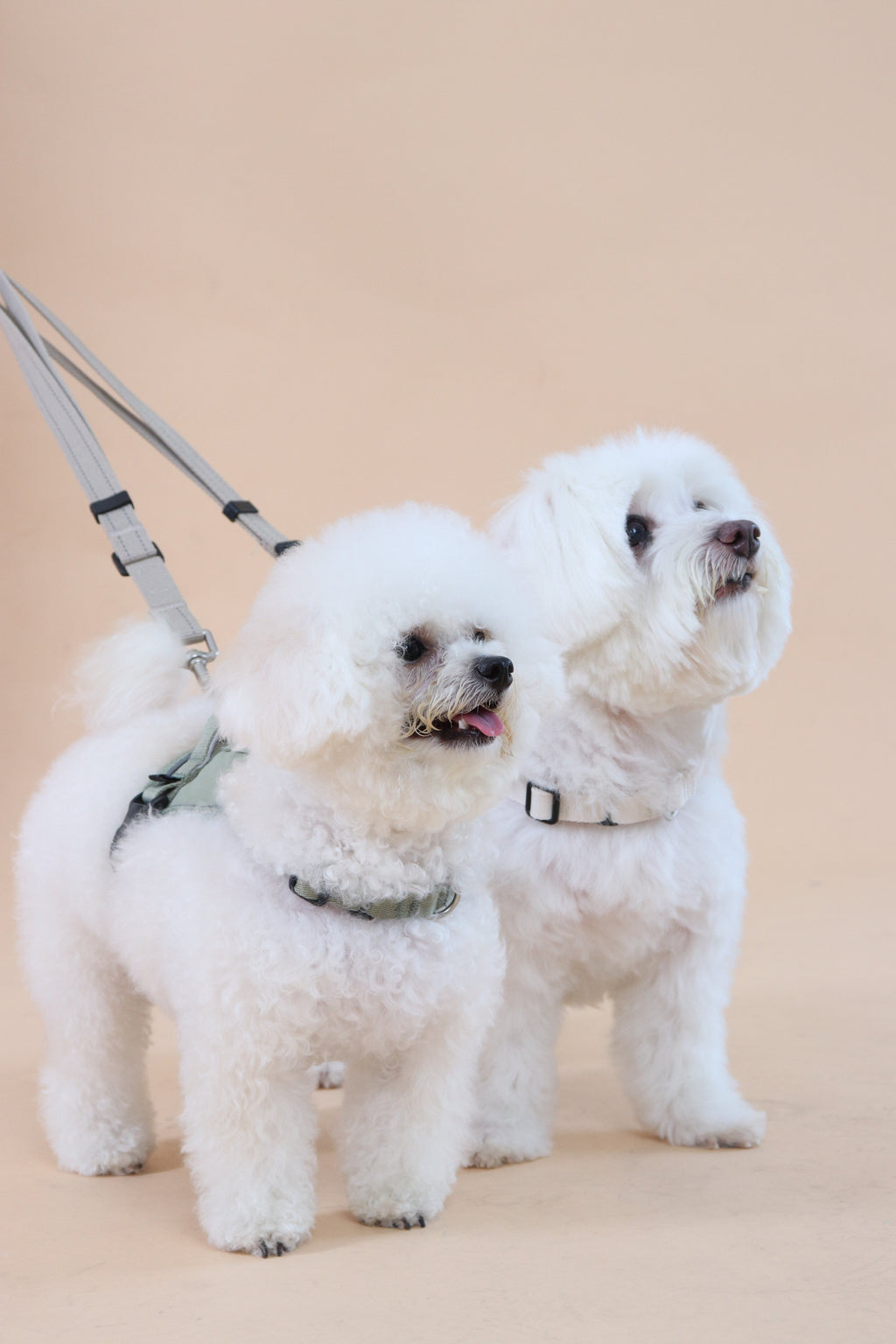 Eco-friendly Set B - Dual Dog Control Multi-Way Leash