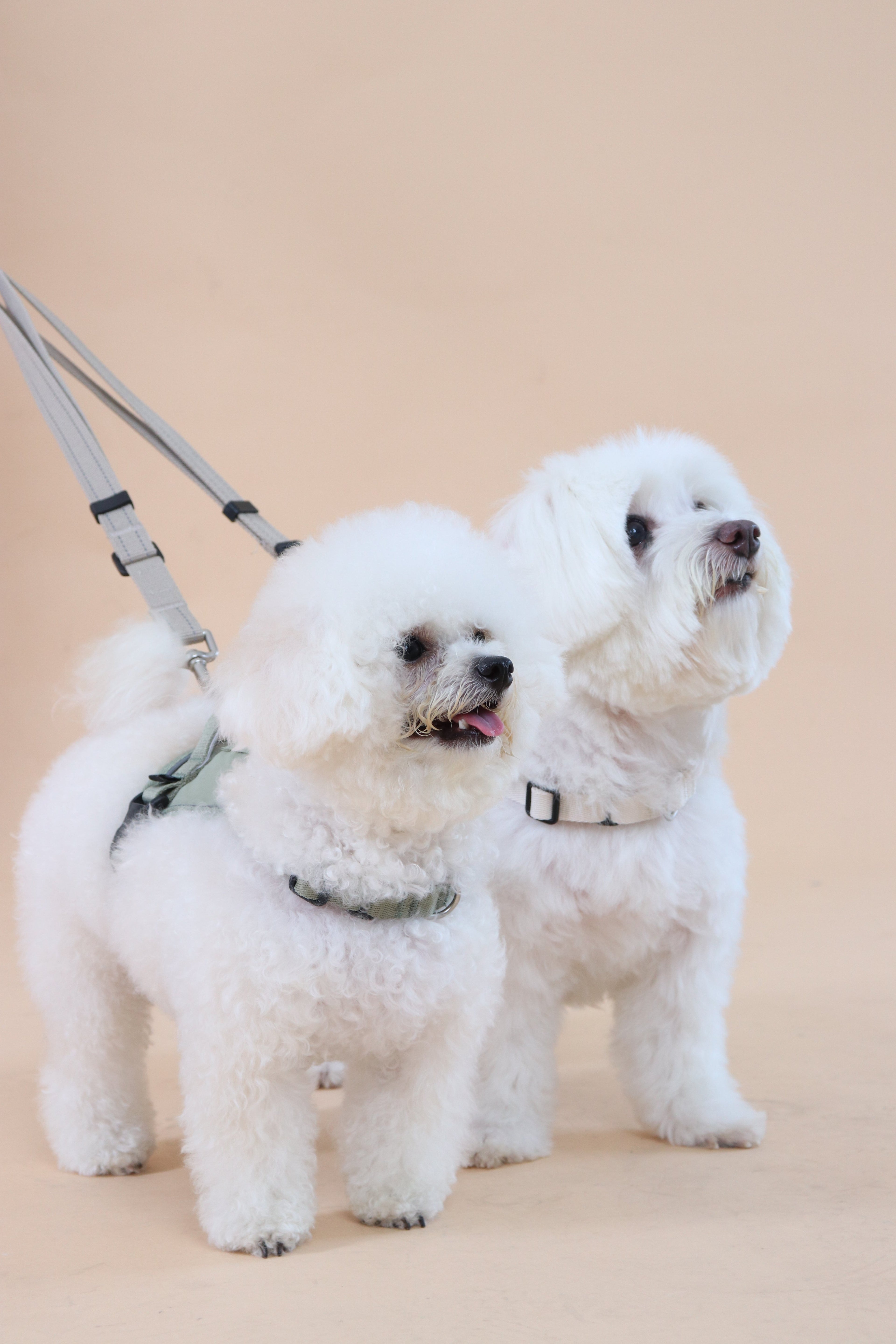 Eco-friendly Set B - Dual Dog Control Multi-Way Leash