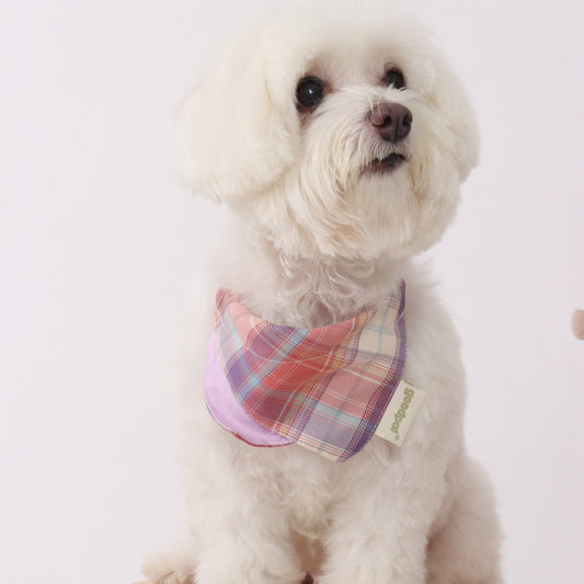 Small white dog wearing a colorful plaid bow tie sitting on a wooden stool.