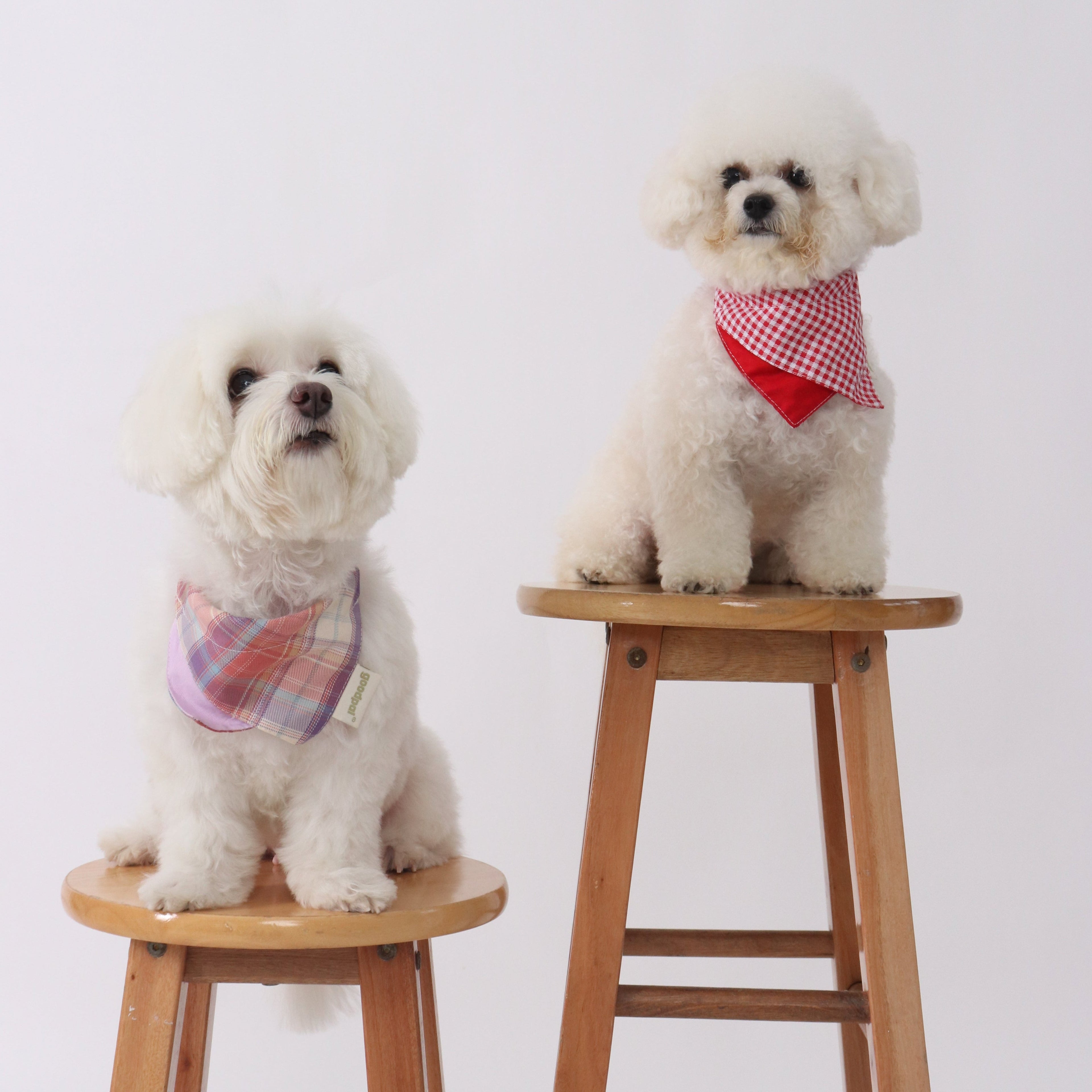 BANDANA BIB in Lavender and Poppin Red - Pawshion for the furbabies
