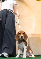 An Eco-friendly Signature Companion Set (Harness + Leash Set A)