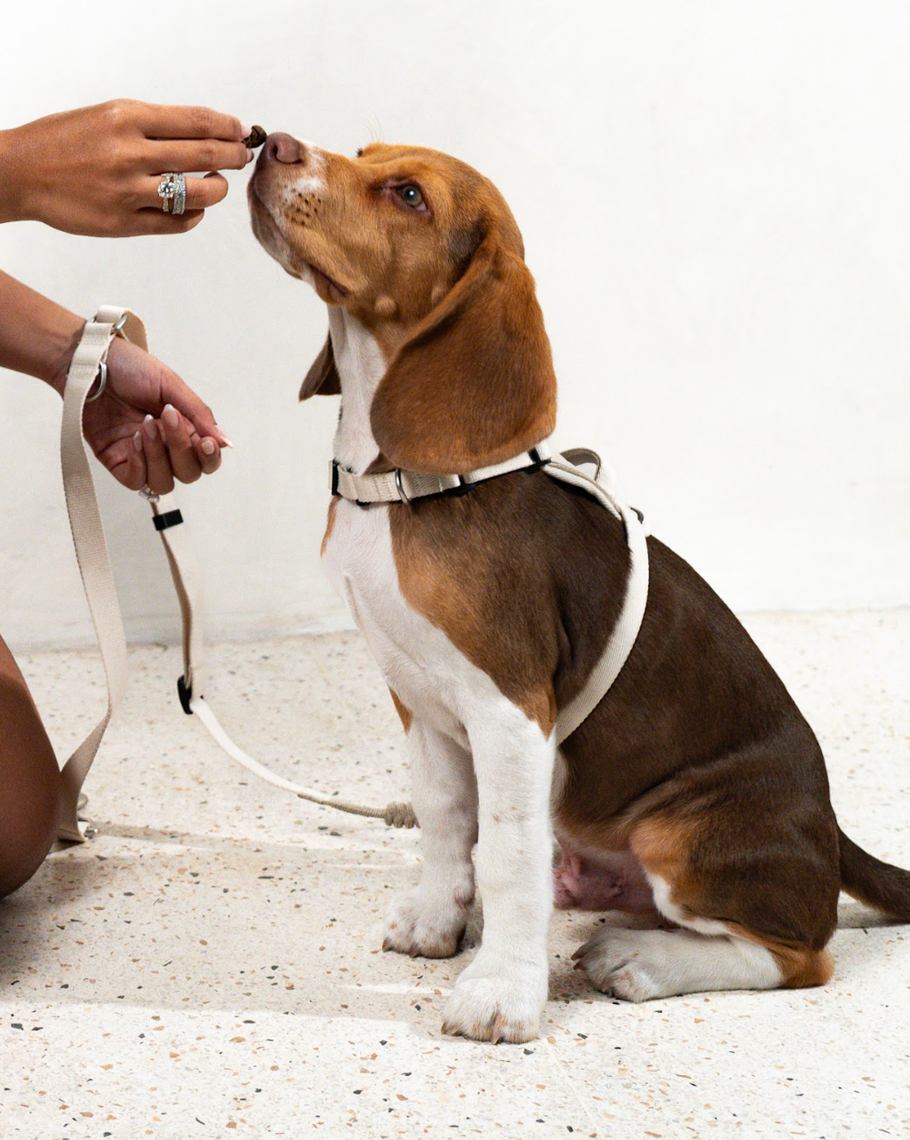 An Eco-friendly Signature Companion Set (Harness + Leash Set A)