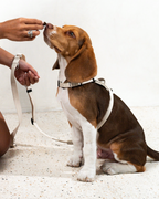 An Eco-friendly Signature Companion Set (Harness + Leash Set A)