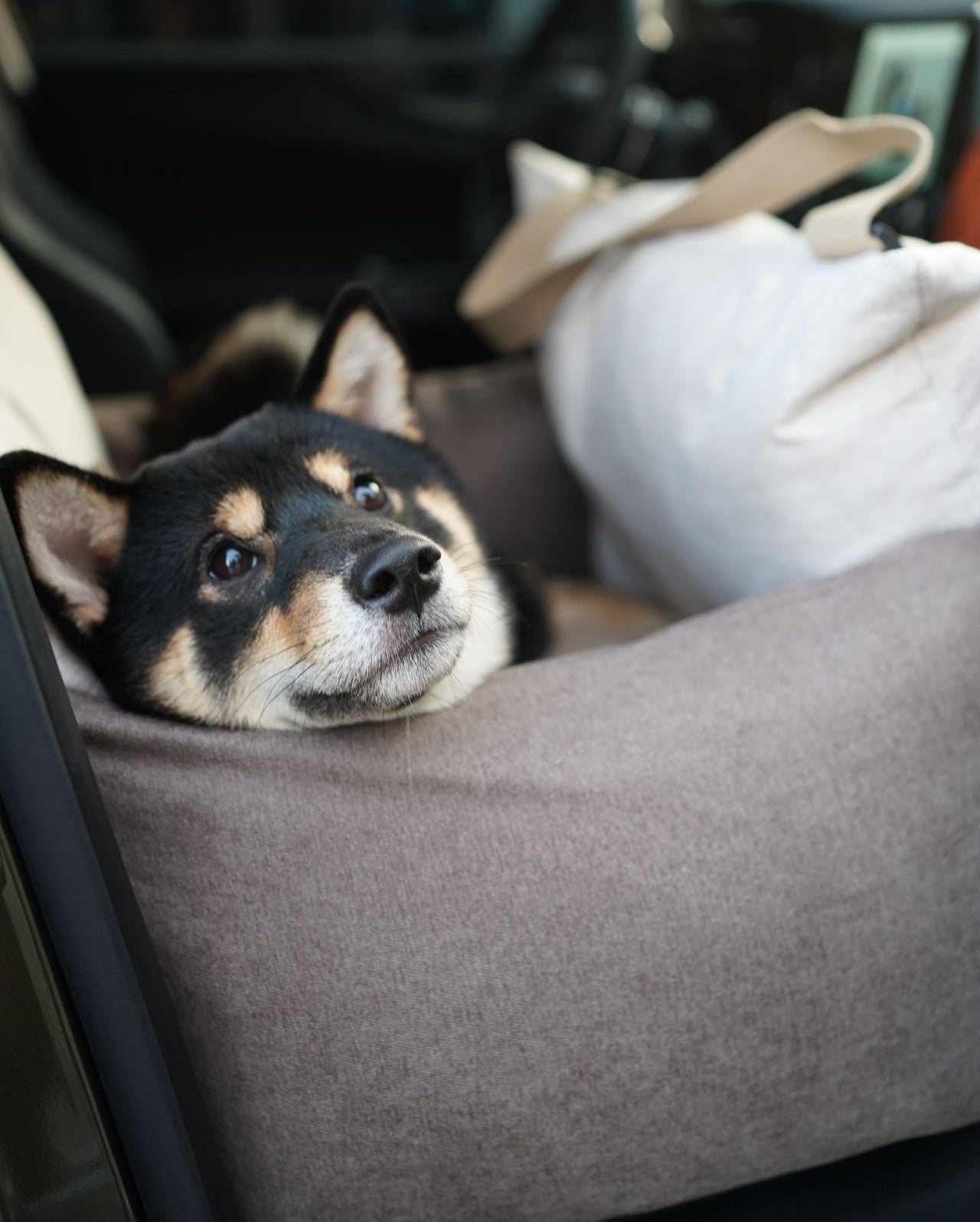Pawssenger Car Seat - keep your furry co-pilot safe